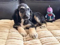 Adonis, a male Afghan Hound for sale in Ranburne, AL – Photo 1 of 5