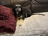 Adonis, a male Afghan Hound for sale in Ranburne, AL – 7 of 7