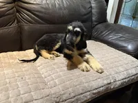 Adonis, a male Afghan Hound for sale in Ranburne, AL – 4 of 7