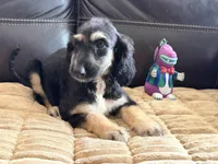 Adonis, a male Afghan Hound for sale in Ranburne, AL – Photo 4 of 5