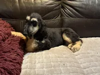 Adonis, a male Afghan Hound for sale in Ranburne, AL – 2 of 7