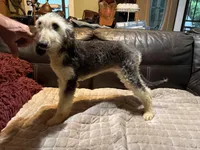 Domino Boy 2, a male Afghan Hound for sale in Ranburne, AL – 5 of 6