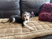 Domino Boy 2, a male Afghan Hound for sale in Ranburne, AL – Photo 6 of 6