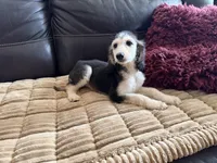 Domino Boy 2, a male Afghan Hound for sale in Ranburne, AL – Photo 4 of 6