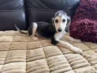 Domino Boy 2, a male Afghan Hound for sale in Ranburne, AL – Photo 3 of 6