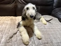 Domino Boy 2, a male Afghan Hound for sale in Ranburne, AL – 2 of 6