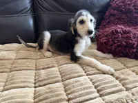 Domino Boy 2, a male Afghan Hound for sale in Ranburne, AL – Photo 2 of 6