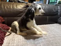 Domino Boy 2, a male Afghan Hound for sale in Ranburne, AL – 3 of 6