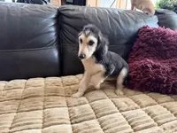 Domino Boy 2, a male Afghan Hound for sale in Ranburne, AL – Photo 5 of 6