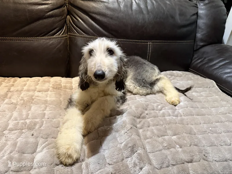 Domino Boy 2 – Afghan Hound puppy for sale in Ranburne, AL