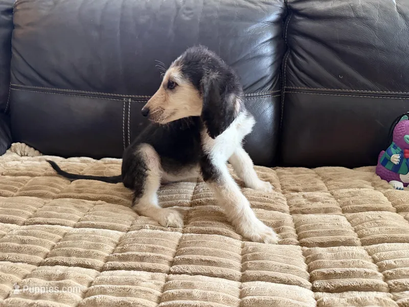Domino Boy 2 – Afghan Hound puppy for sale in Ranburne, AL