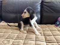 Domino Boy 2, a male Afghan Hound for sale in Ranburne, AL – Photo 1 of 6