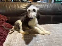 Domino Boy 2, a male Afghan Hound for sale in Ranburne, AL – 4 of 6