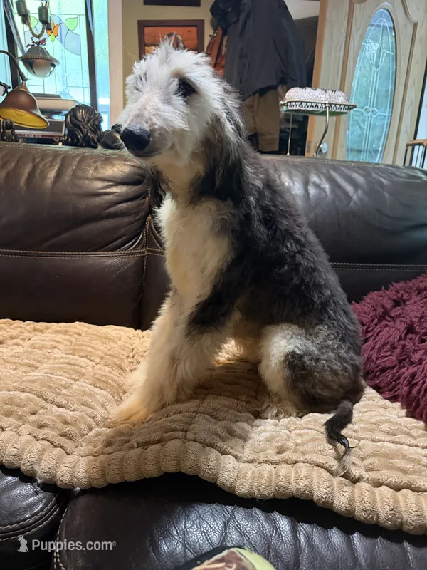 Domino Boy 1 – Afghan Hound puppy for sale in Ranburne, AL
