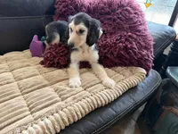 Domino Boy 1, a male Afghan Hound for sale in Ranburne, AL – Photo 3 of 5