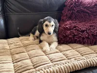 Domino Boy 1, a male Afghan Hound for sale in Ranburne, AL – Photo 5 of 5