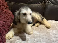 Domino Boy 1, a male Afghan Hound for sale in Ranburne, AL – 3 of 6