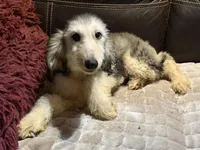 Domino Boy 1, a male Afghan Hound for sale in Ranburne, AL – 2 of 6
