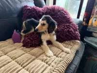 Domino Boy 1, a male Afghan Hound for sale in Ranburne, AL – Photo 2 of 5