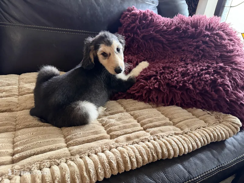 Domino Boy 1 – Afghan Hound puppy for sale in Ranburne, AL