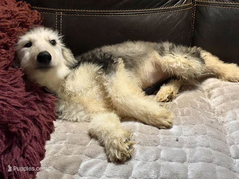 Domino Boy 1 – Afghan Hound puppy for sale in Ranburne, AL
