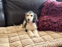 Domino Boy 1, a male Afghan Hound for sale in Ranburne, AL – Photo 4 of 5