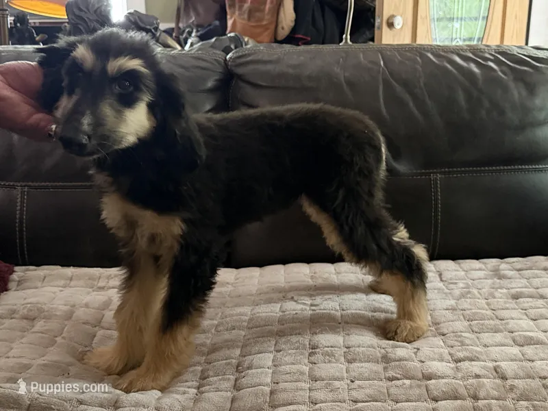 Andromeda  – Afghan Hound puppy for sale in Ranburne, AL