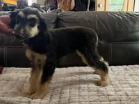 Andromeda , a female Afghan Hound for sale in Ranburne, AL – 1 of 4