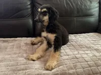 Andromeda , a female Afghan Hound for sale in Ranburne, AL – 3 of 4