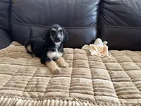 Andromeda , a female Afghan Hound for sale in Ranburne, AL – Photo 4 of 4