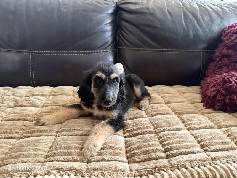 Andromeda  – Afghan Hound puppy for sale in Ranburne, AL