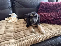 Andromeda , a female Afghan Hound for sale in Ranburne, AL – Photo 3 of 4
