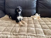 Andromeda , a female Afghan Hound for sale in Ranburne, AL – Photo 2 of 4