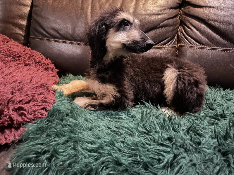 Andromeda  – Afghan Hound puppy for sale in Ranburne, AL