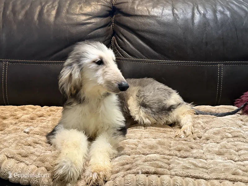Domino Boy 2 – Afghan Hound puppy for sale in Ranburne, AL