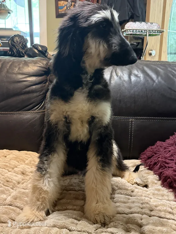 Adonis – Afghan Hound puppy for sale in Ranburne, AL