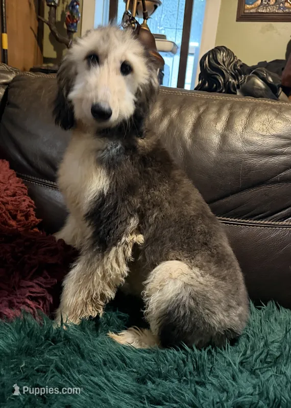 Domino Girl 1 – Afghan Hound puppy for sale in Ranburne, AL