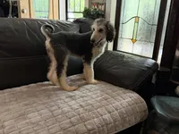 Domino Girl 2, a female Afghan Hound for sale in Ranburne, AL – 2 of 6