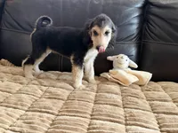 Domino Girl 2, a female Afghan Hound for sale in Ranburne, AL – Photo 3 of 4