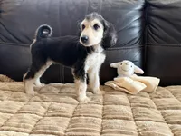 Domino Girl 2, a female Afghan Hound for sale in Ranburne, AL – Photo 2 of 4