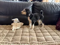 Domino Girl 2, a female Afghan Hound for sale in Ranburne, AL – Photo 4 of 4