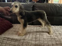 Domino Girl 2, a female Afghan Hound for sale in Ranburne, AL – 3 of 6