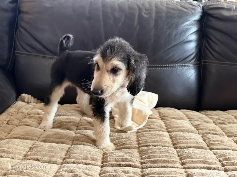 Domino Girl 2 – Afghan Hound puppy for sale in Ranburne, AL