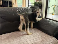 Domino Girl 2, a female Afghan Hound for sale in Ranburne, AL – 5 of 6