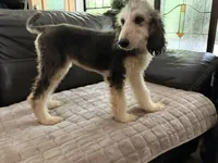 Domino Girl 2, a female Afghan Hound for sale in Ranburne, AL – 1 of 6