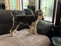 Domino Girl 2, a female Afghan Hound for sale in Ranburne, AL – 4 of 6