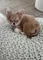 Joey, a male Chihuahua for sale in Ladera, CA – Photo 6 of 6