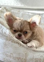 Joey, a male Chihuahua for sale in Ladera, CA – Photo 2 of 6