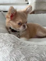 Joey, a male Chihuahua for sale in Ladera, CA – Photo 4 of 6