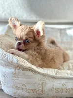 Joey, a male Chihuahua for sale in Ladera, CA – Photo 3 of 6